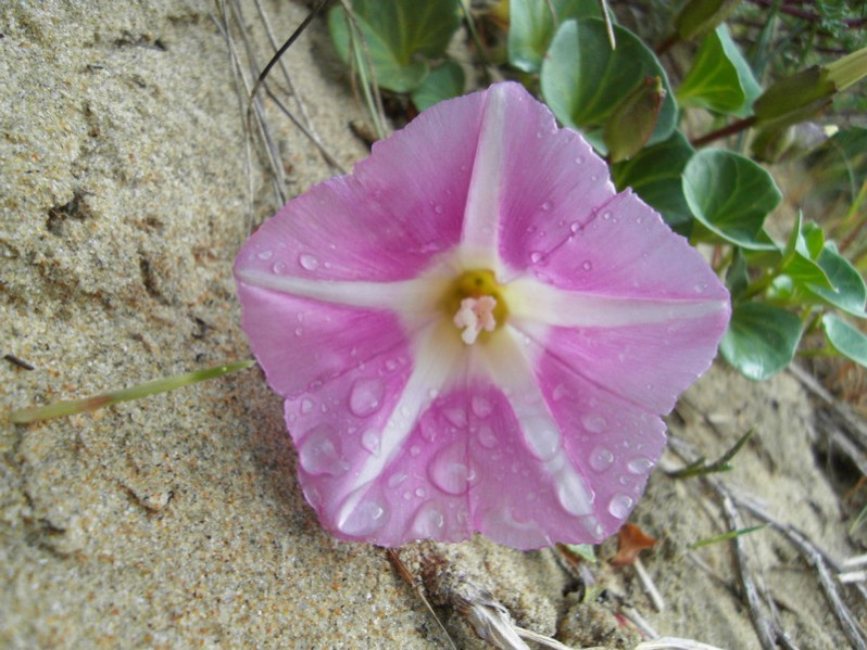 Convolvulus soldanella L., 1753