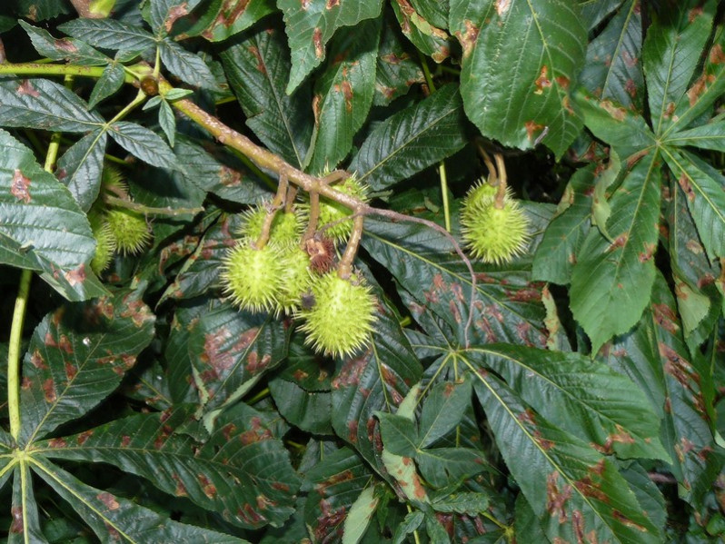 Aesculus hippocastanum L., 1753