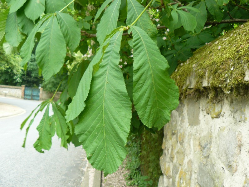Aesculus hippocastanum L., 1753