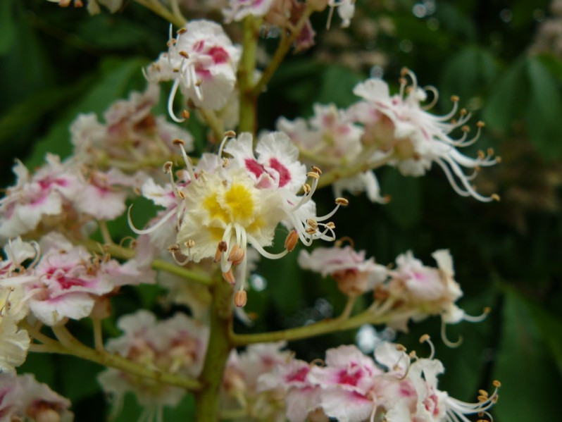 Aesculus hippocastanum L., 1753