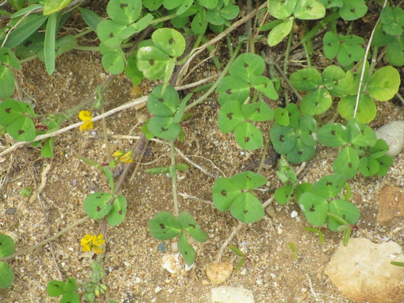 Medicago lupulina L., 1753