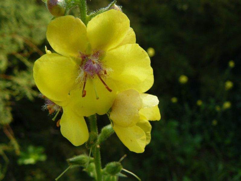 Verbascum virgatum Stokes, 1787