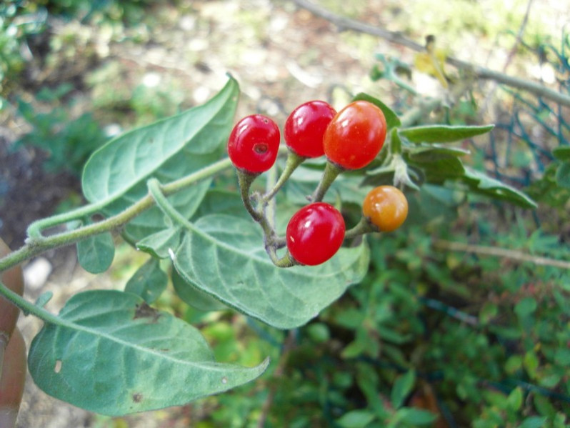 Solanum dulcamara L., 1753