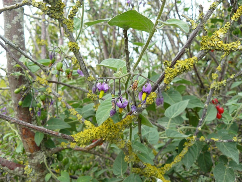 Solanum dulcamara L., 1753