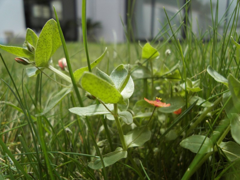 Lysimachia arvensis (L.) U.Manns & Anderb., 2009