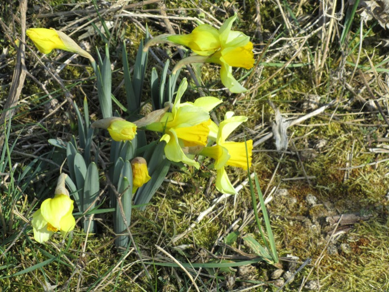 Narcissus pseudonarcissus L., 1753