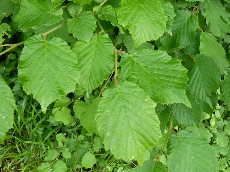 Corylus avellana L., 1753