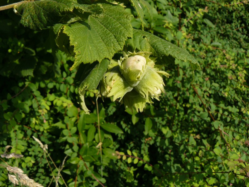 Corylus avellana L., 1753