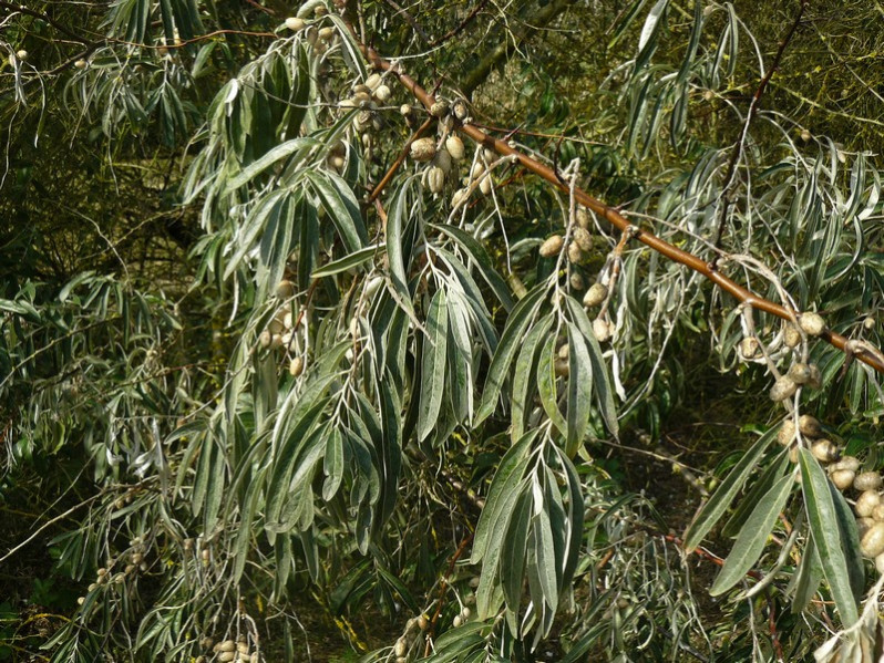 Elaeagnus angustifolia L., 1753