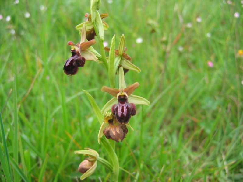 Ophrys passionis Sennen, 1926