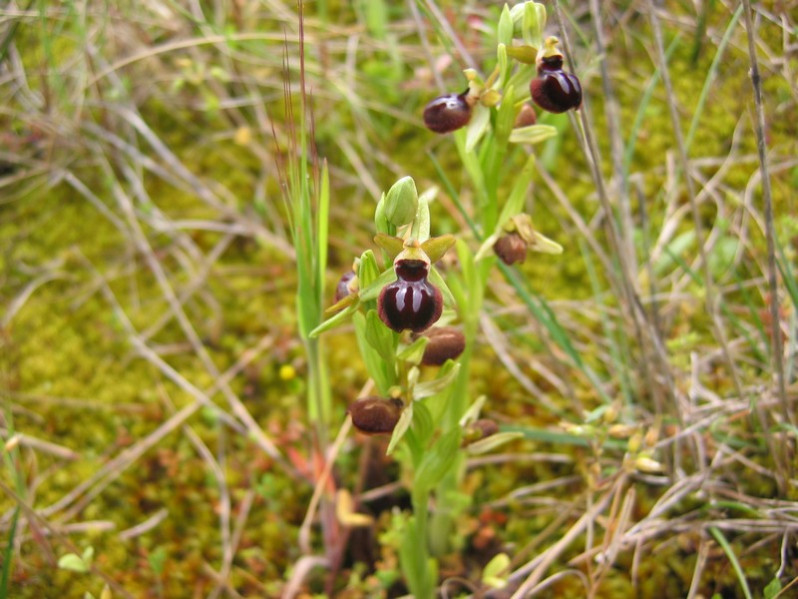 Ophrys passionis Sennen, 1926