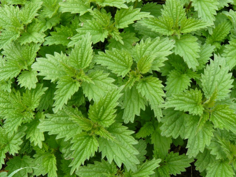 Urtica dioica L., 1753