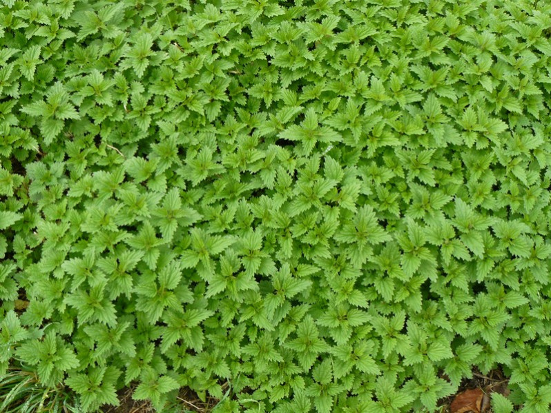 Urtica dioica L., 1753