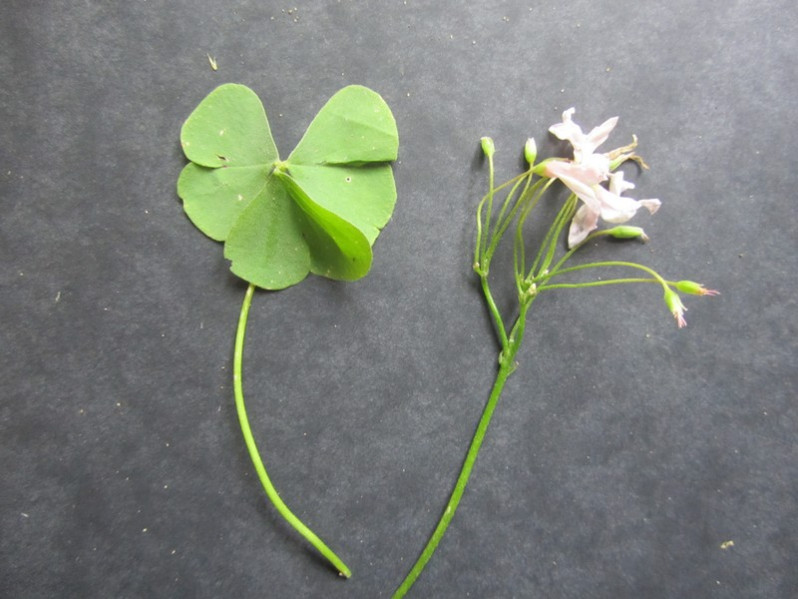 Oxalis latifolia Kunth, 1822