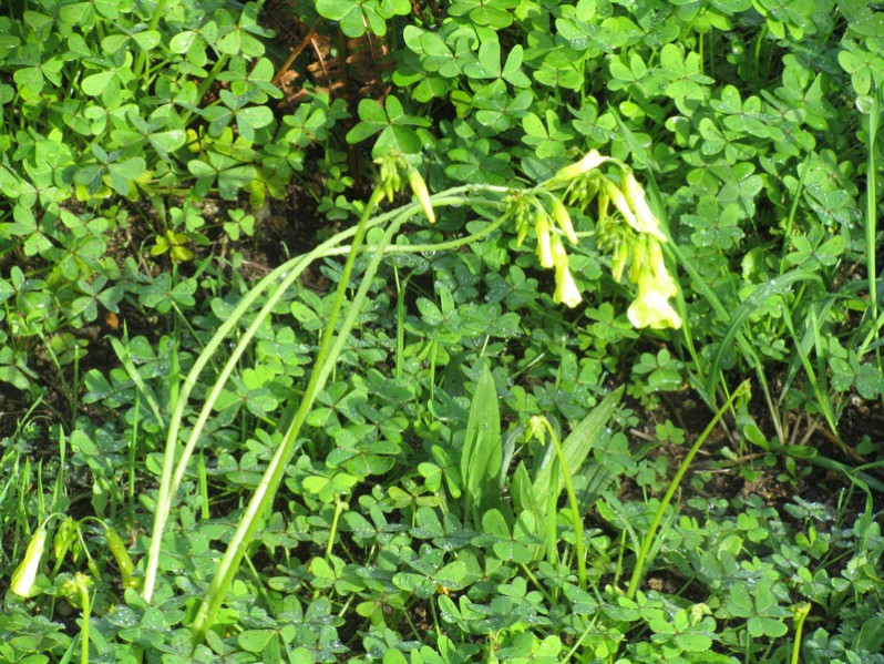 Oxalis pes-caprae L., 1753
