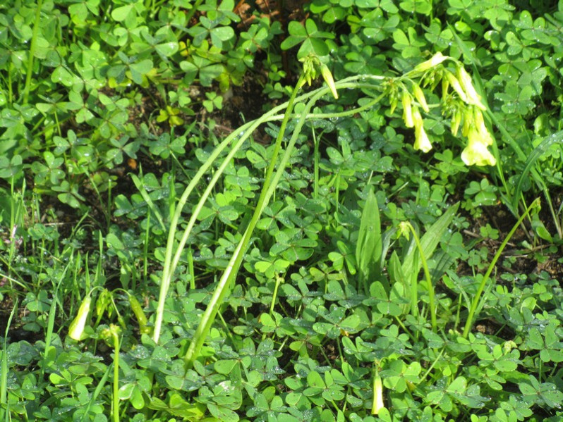Oxalis pes-caprae L., 1753