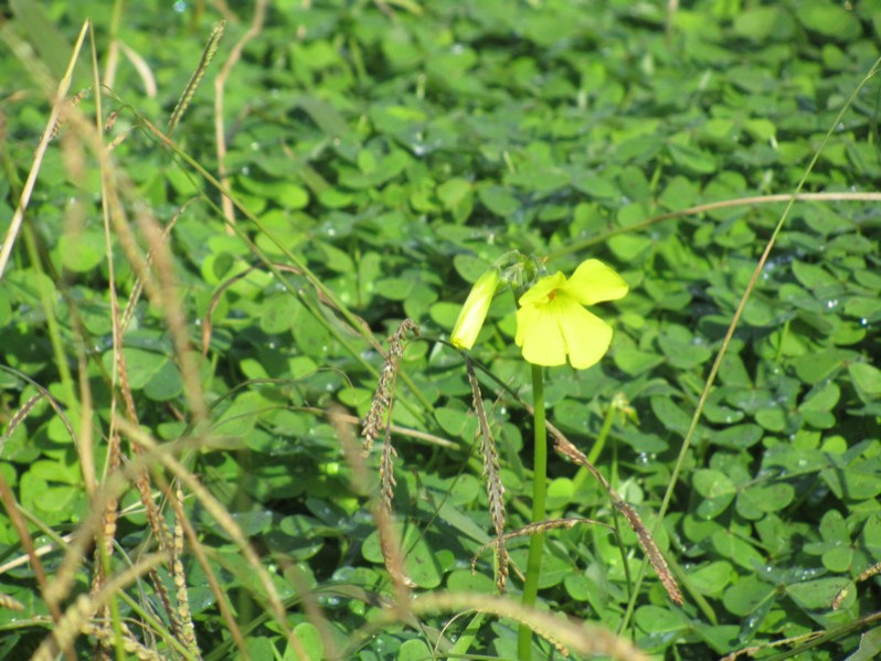 Oxalis pes-caprae L., 1753