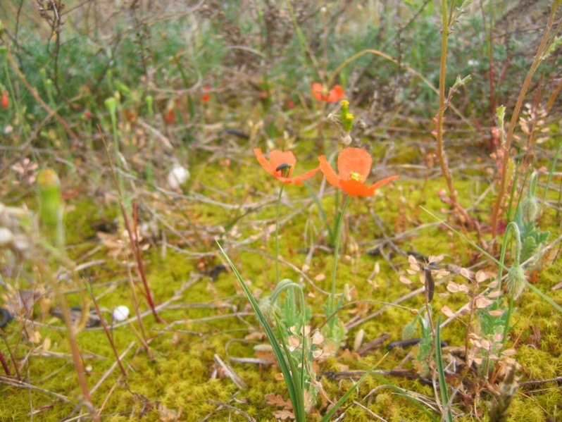 Papaver dubium L., 1753