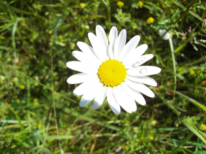 Bellis perennis L., 1753