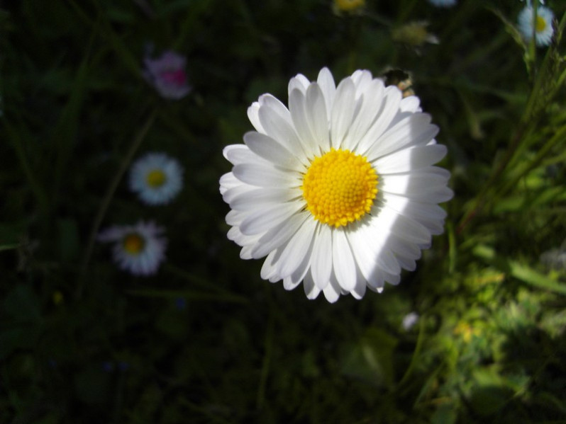 Bellis perennis L., 1753