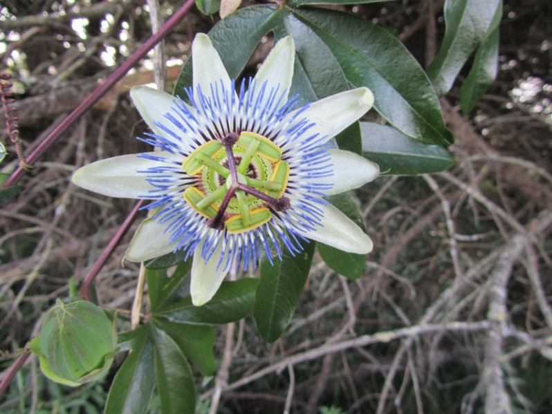 Passiflora caerulea L., 1753