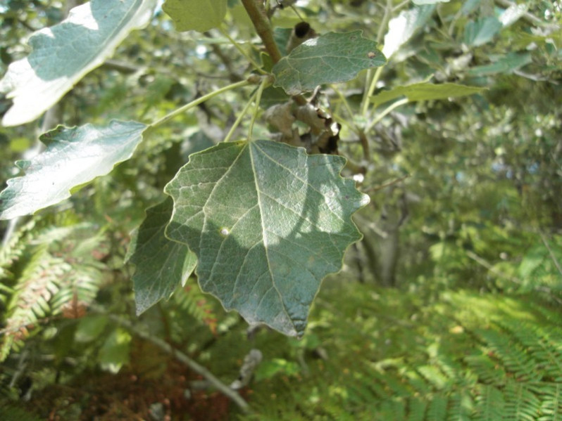 Populus x canescens (Aiton) Sm., 1804
