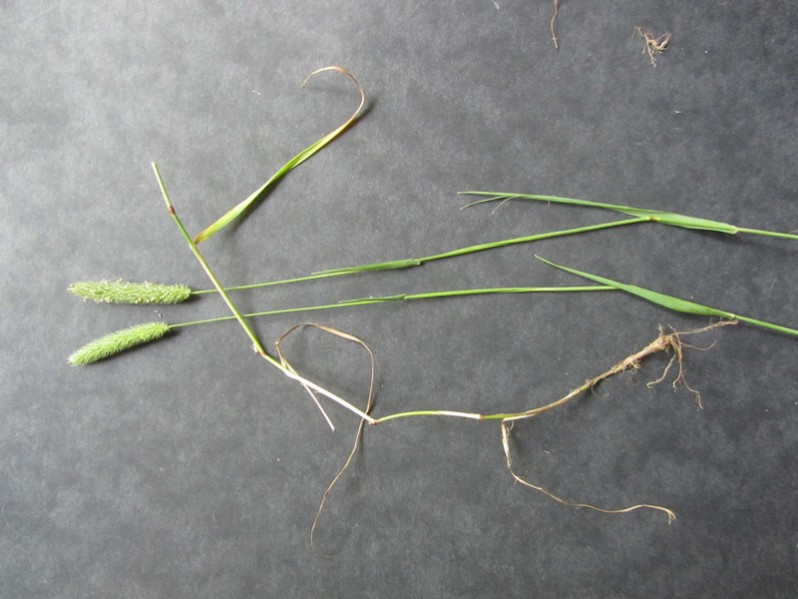 Phleum nodosum L., 1759