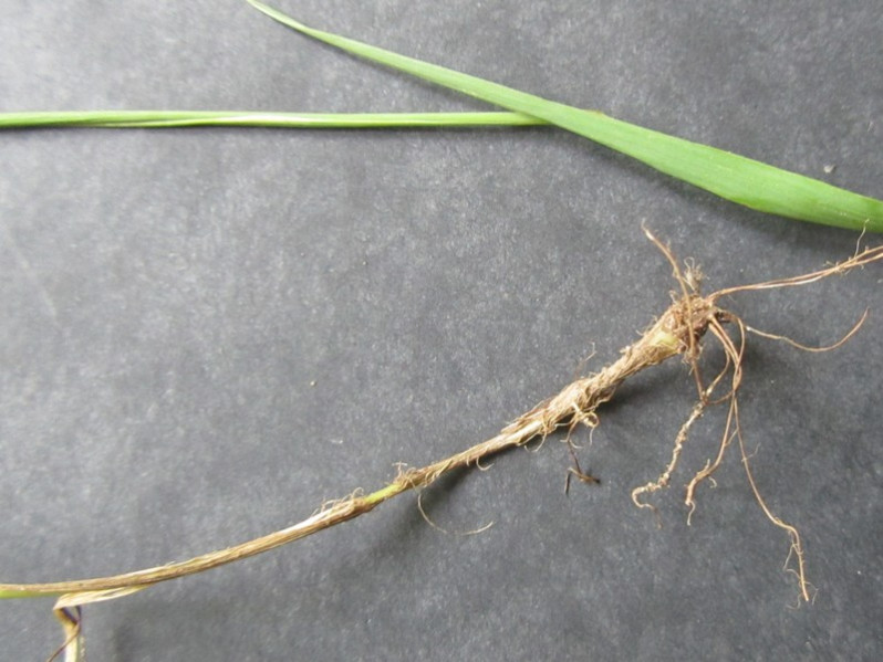 Phleum nodosum L., 1759
