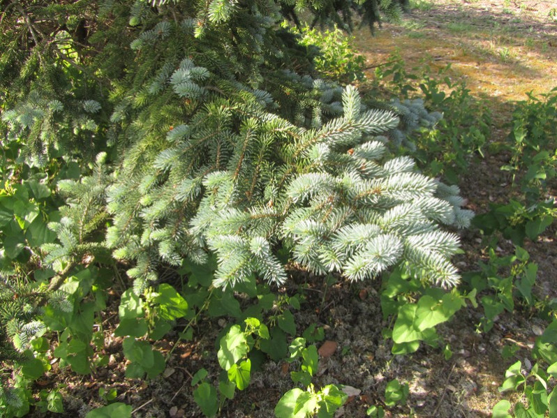 Picea pungens Engelm., 1879
