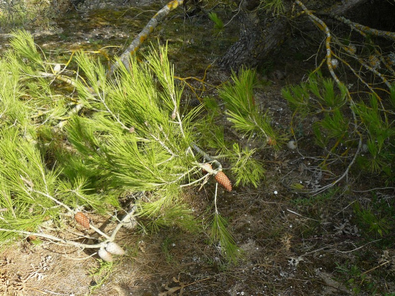 Pinus halepensis Mill., 1768