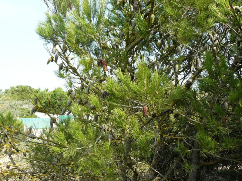 Pinus halepensis Mill., 1768