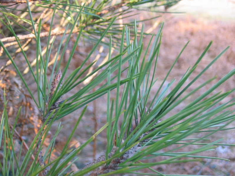 Pinus leucodermis Antoine, 1864
