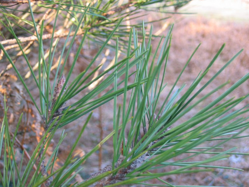 Pinus leucodermis Antoine, 1864 