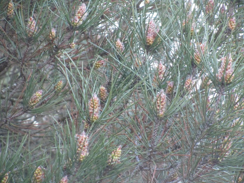Pinus leucodermis Antoine, 1864