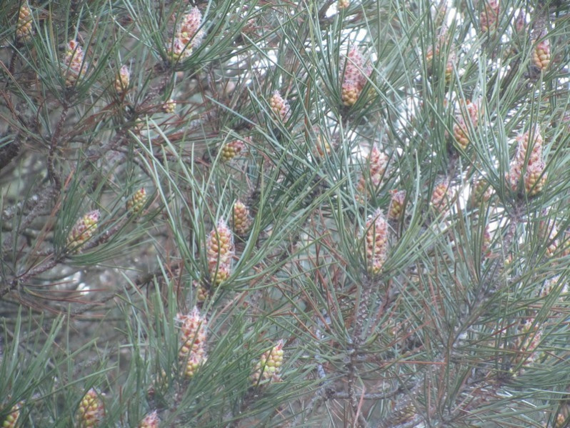 Pinus leucodermis Antoine, 1864 