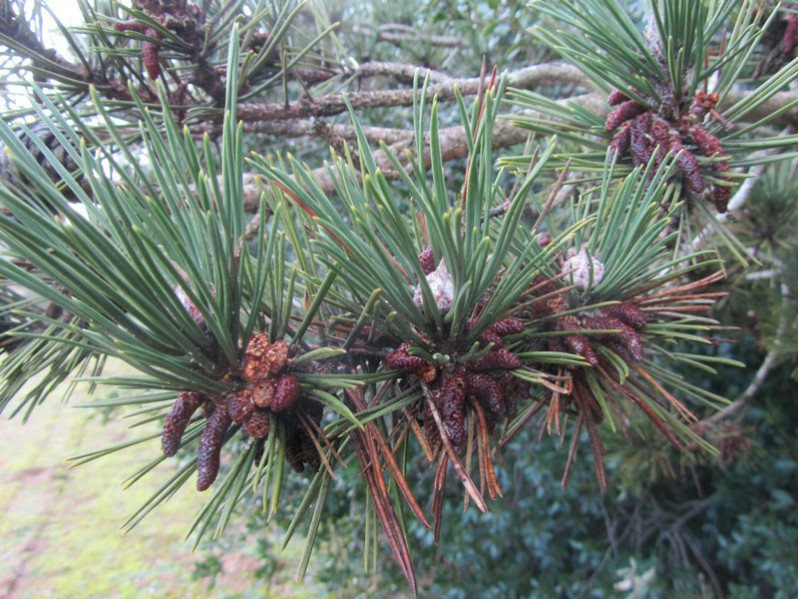 Pinus nigra J.F.Arnold, 1785 subsp. nigra