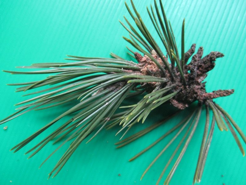 Pinus nigra J.F.Arnold, 1785 subsp. nigra