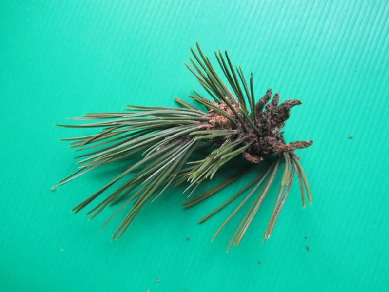 Pinus nigra J.F.Arnold, 1785 subsp. nigra