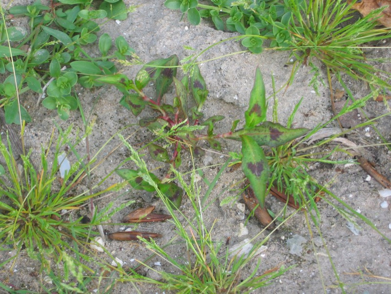 Persicaria maculosa Gray, 1821