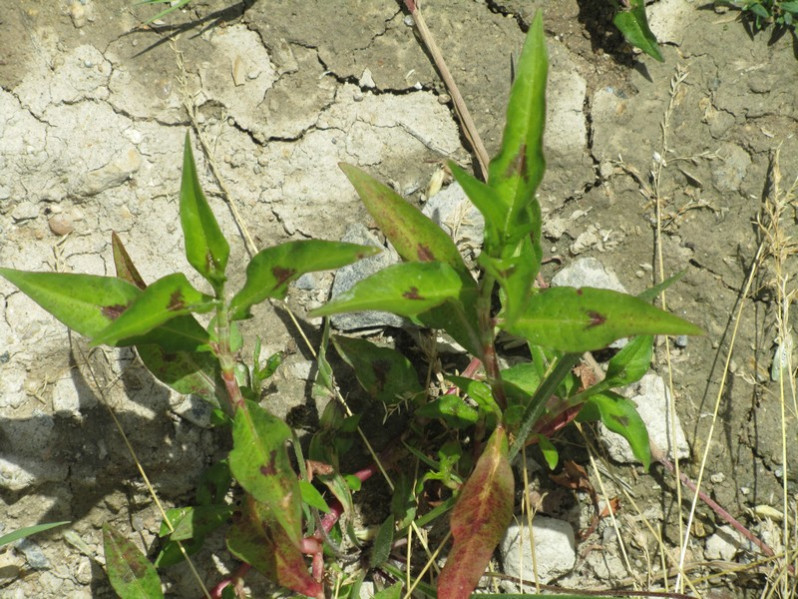 Persicaria maculosa Gray, 1821