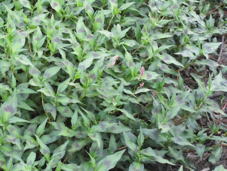 Persicaria maculosa Gray, 1821