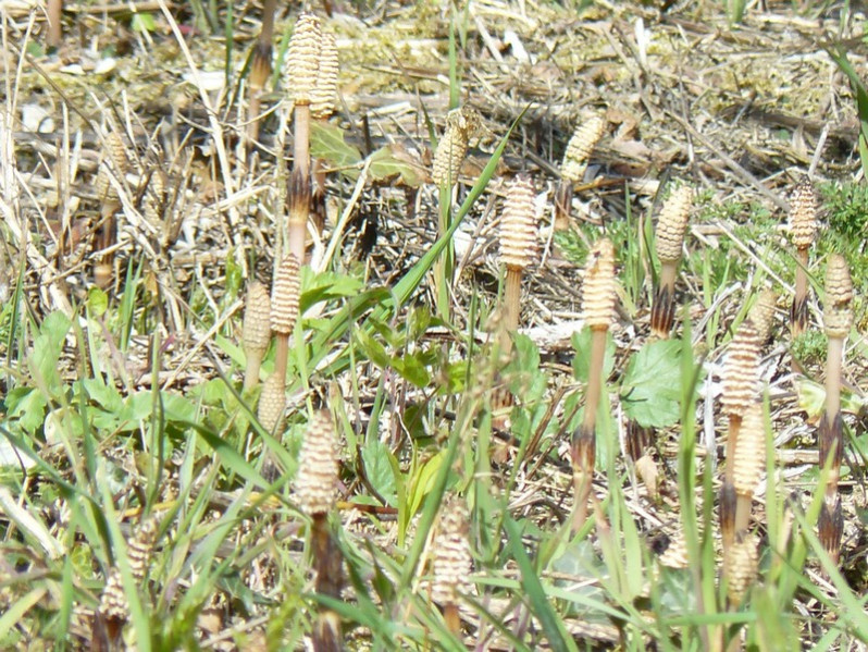 Equisetum arvense L., 1753