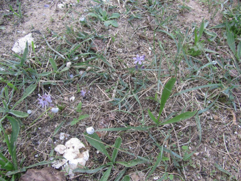 Saxifraga tridactylites L., 1753