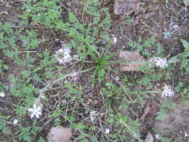 Saxifraga tridactylites L., 1753