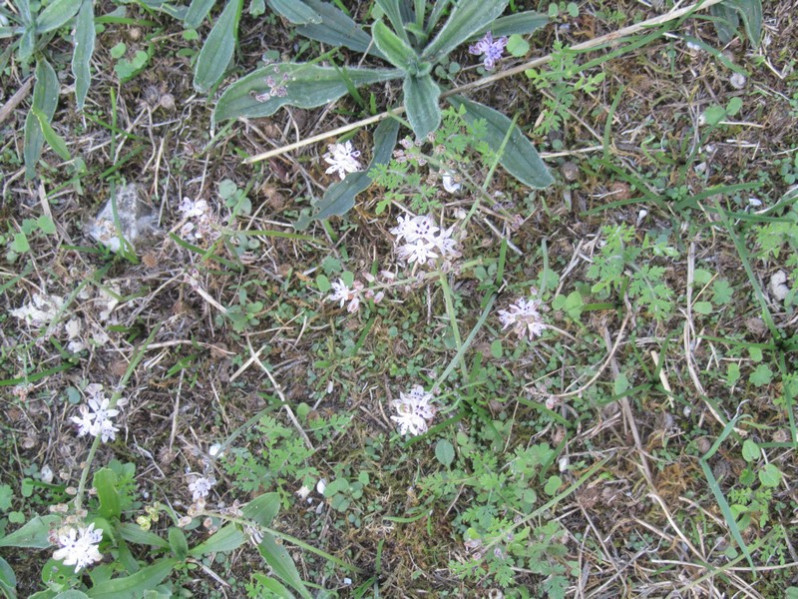Saxifraga tridactylites L., 1753