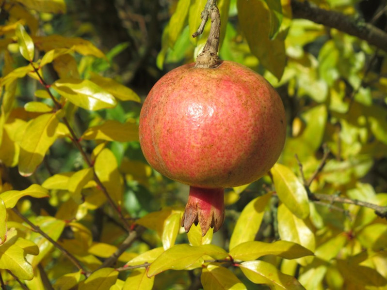 Punica granatum L., 1753