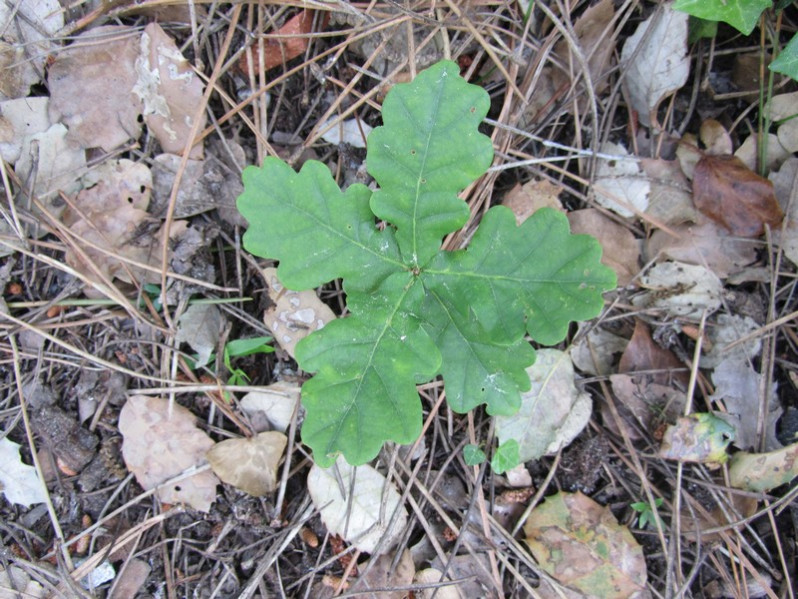 Quercus robur L., 1753