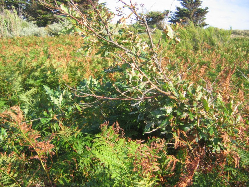 Quercus robur L., 1753