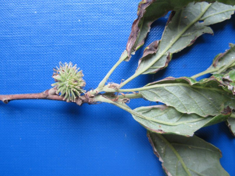 Quercus crenata Lam., 1785