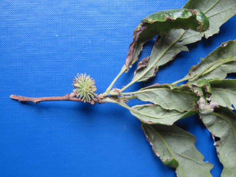 Quercus crenata Lam., 1785